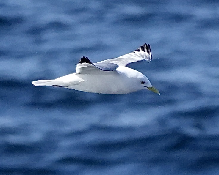 kittiwake